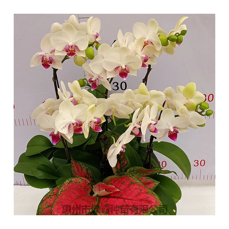 
Горячая Распродажа, комнатное натуральное растение, Орхидея фаленопсис, живое растение 