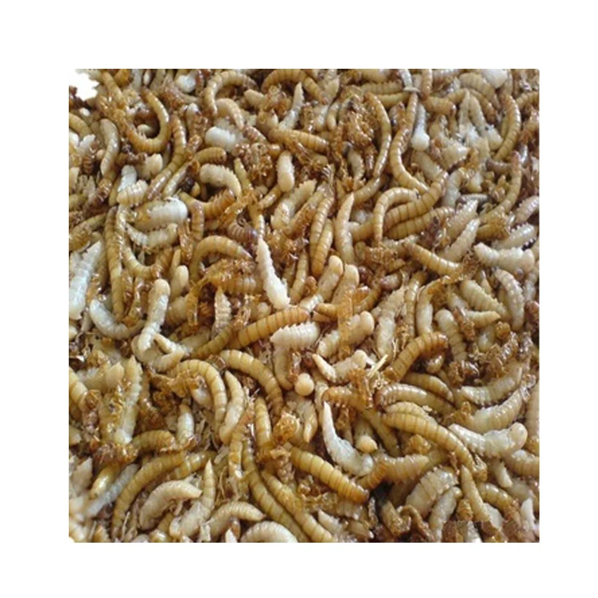 Good quality Pet food yellow mealworms animal feed