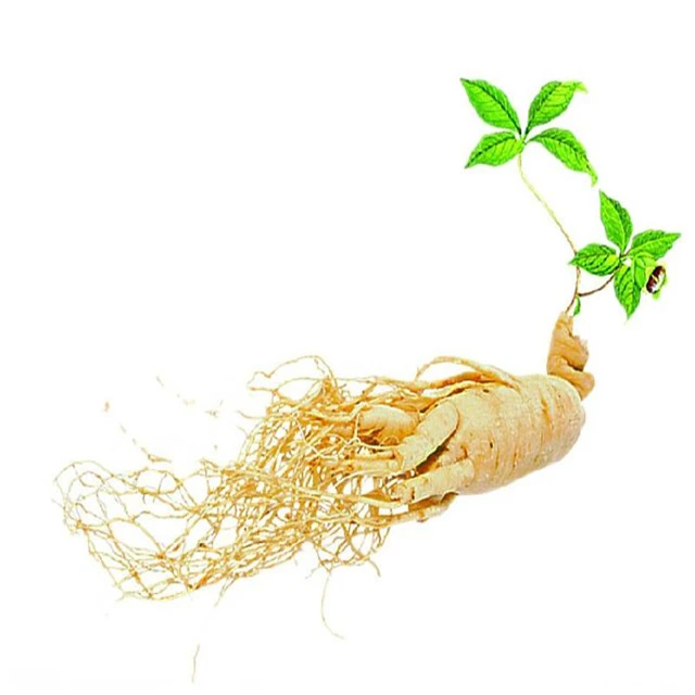 Hot sale ginseng powder