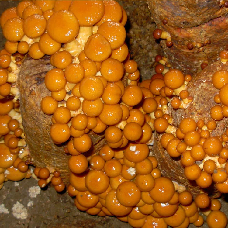 Японские консервированные грибы Nameko для японской еды