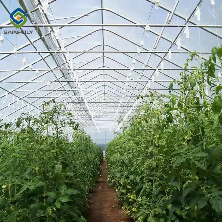 Large Size High Tunnel Agricultural Greenhouse for Tomato growing Green House