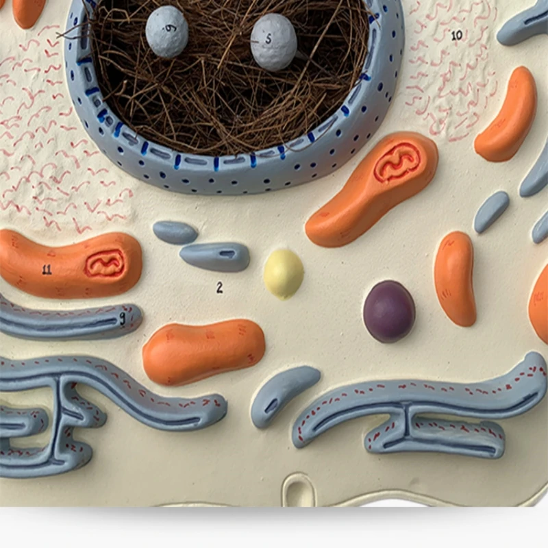 animal cell submicrostructure model hospital biology school teaching aids student learning demonstration model