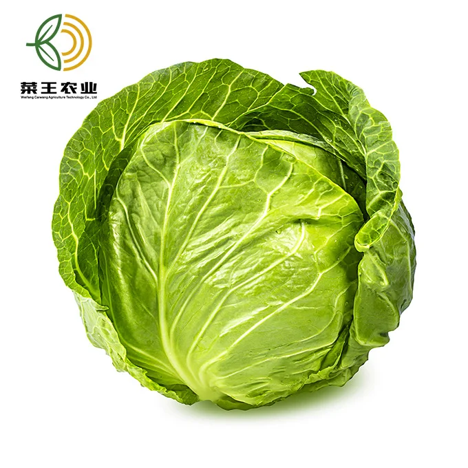 
High Quality Green Fresh Cabbage Round Cabbage For Sale 