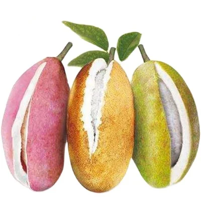 High yield  Broad leaved sausage vine /Holboellia latifolia seeds for sale