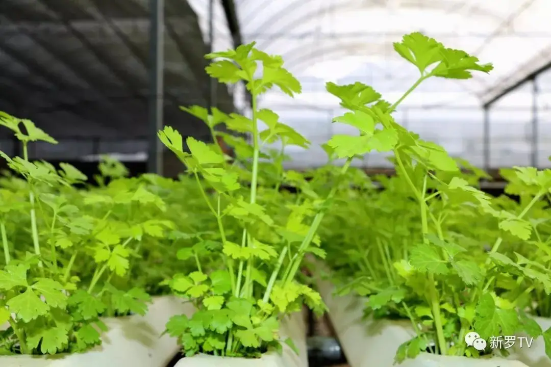 NFT DFT DWC greenhouse Hydroponics