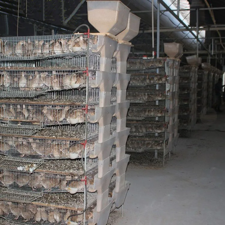 2021new design factory wholesale poultry battery cage layer quail cage for sale