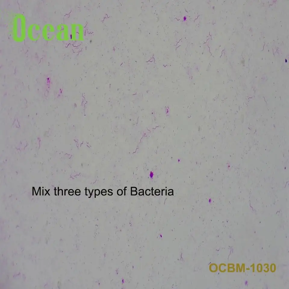 Mix three types of Bacteria prepared microscope slide