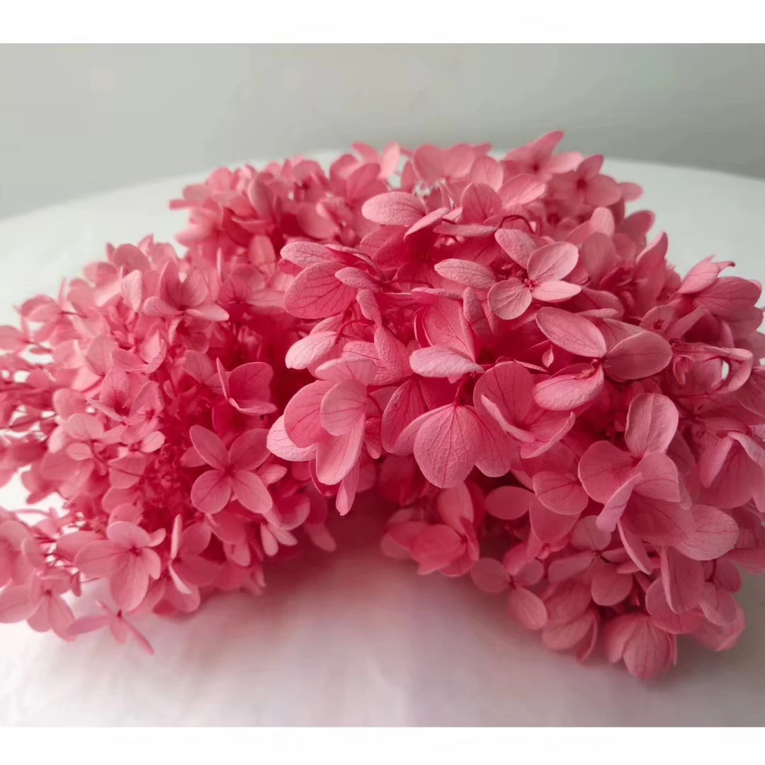 Factory wholesale preserved flower real natural stabilized hydrangeas