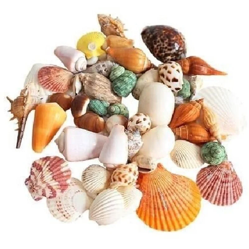 Fish tank decoration, aquarium landscaping, background simulation, conch coral reef, coral ornaments, seabed stones