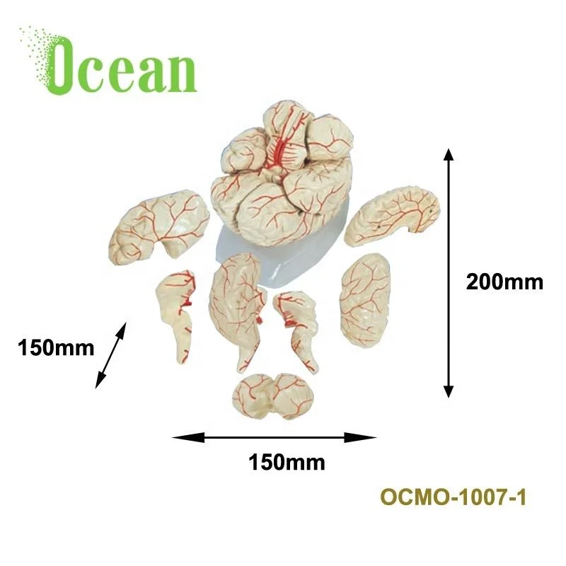 Human PVC Brain with Arteries Model (8 parts) Medical Anatomy Brain Model