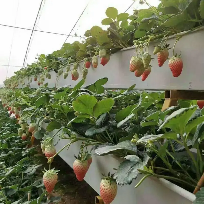 farming greenhouse cultivation hanging rack strawberry plant substrate growth gutter