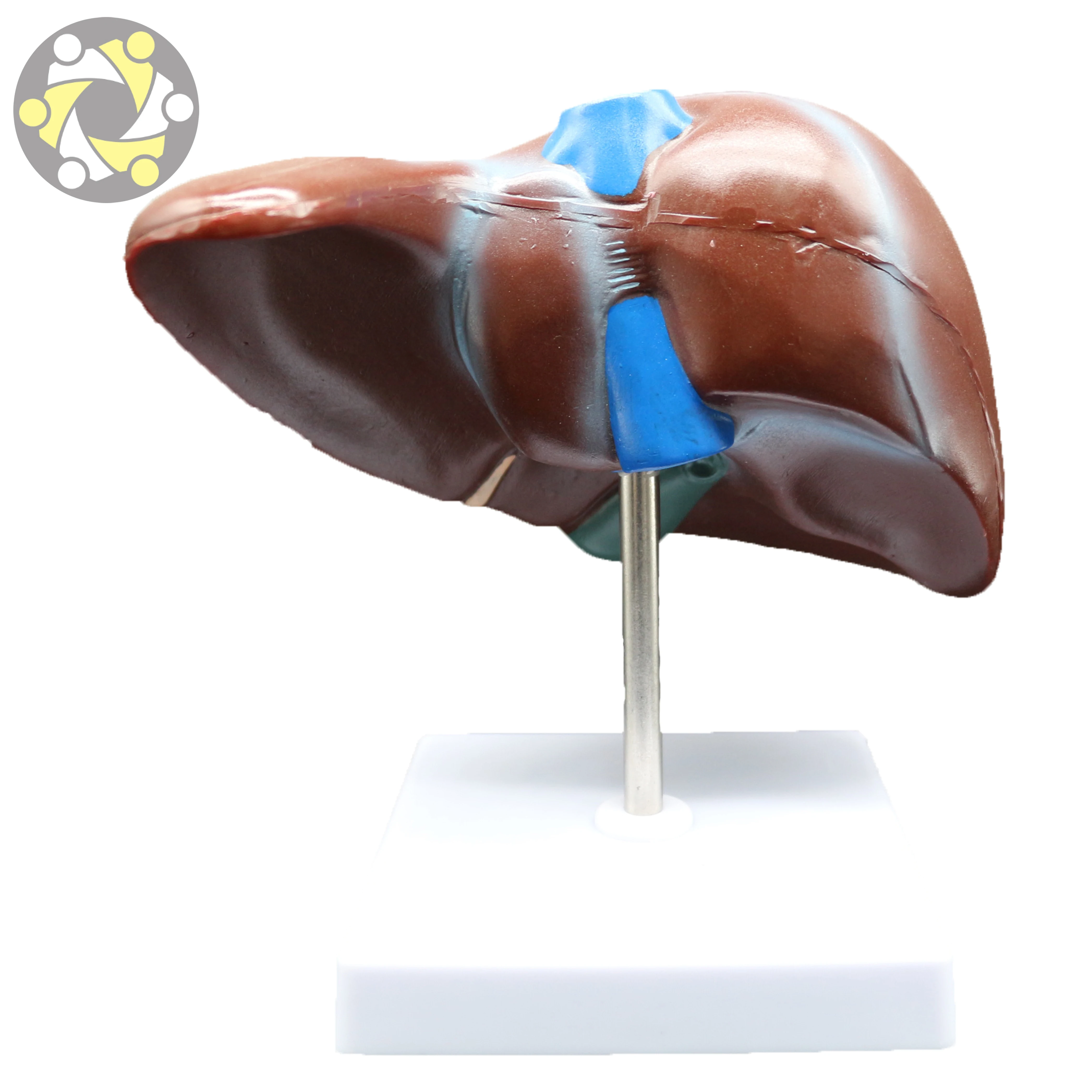 Medical human liver structure model Medical model of liver with gallbladder