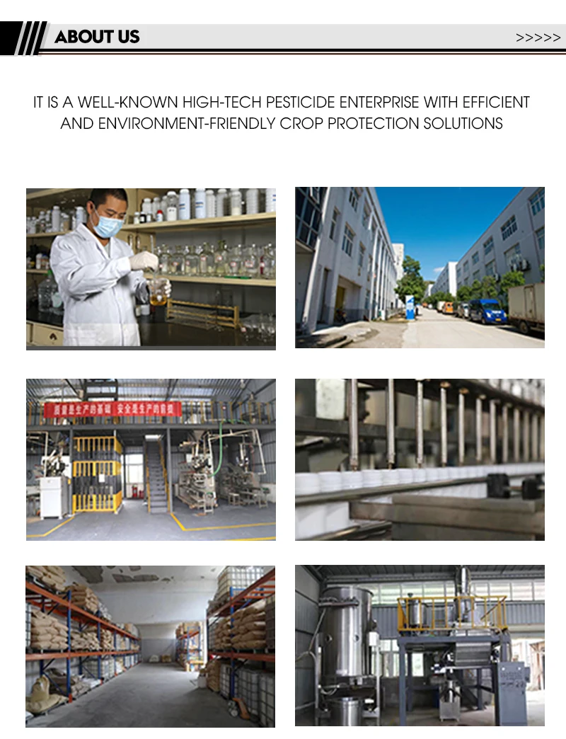 High quality 50% carbendazim WP black spot black rot head blight sheath blight agricultural pesticide fungicide