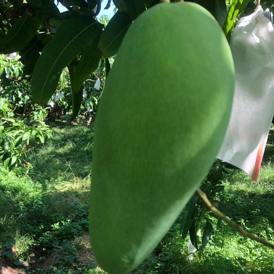 TUONG mango with good certification help improve health for daily use export from Vietnam