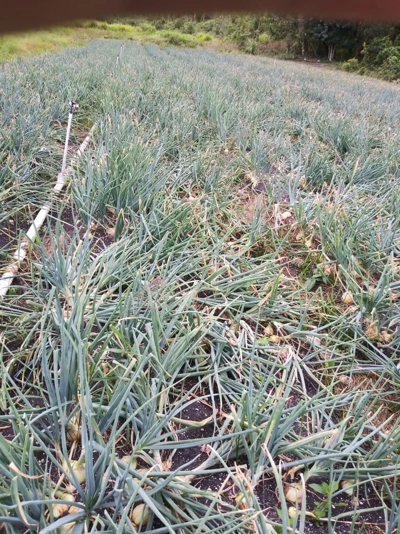 
Onion Hybrid Short Day AMMAN F1 Seeds 