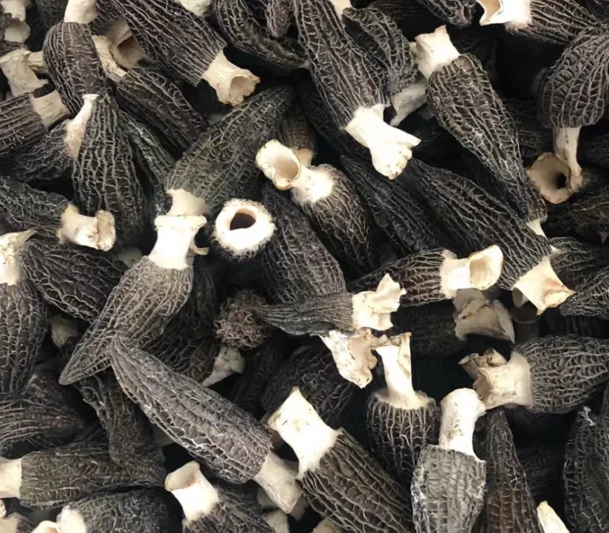 wholesale morel mushrooms 4-6cm Delicious edible raw dried morel mushrooms for sale
