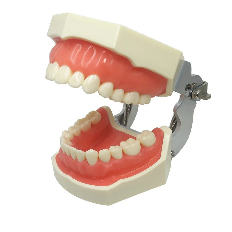 Dental Standard Model Teaching Denture Model Student Doctors Practice Tooth Extraction Model
