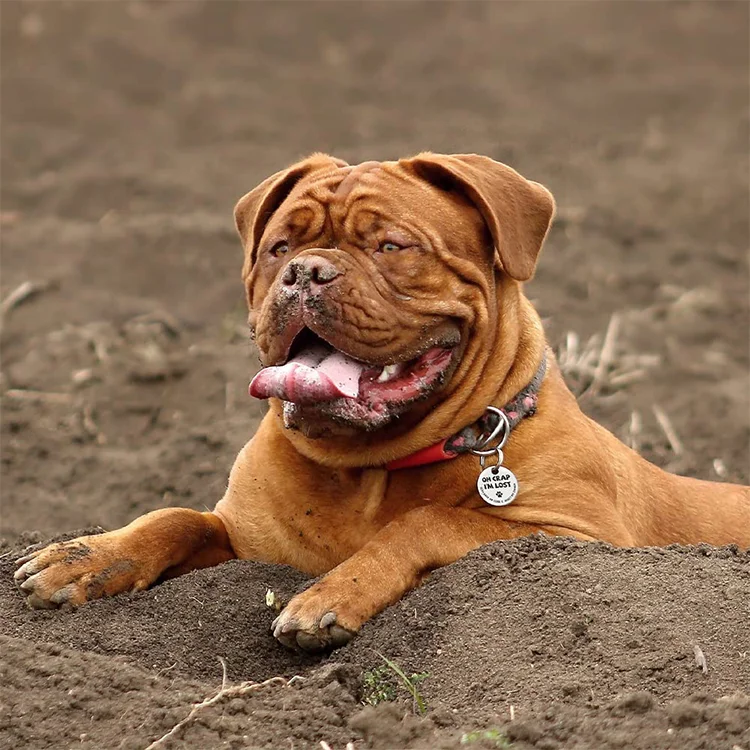 Pet  2D QR Code Scannable Pet ID Tag Stainless Steel QR Code Pet ID Tags Dog Tags