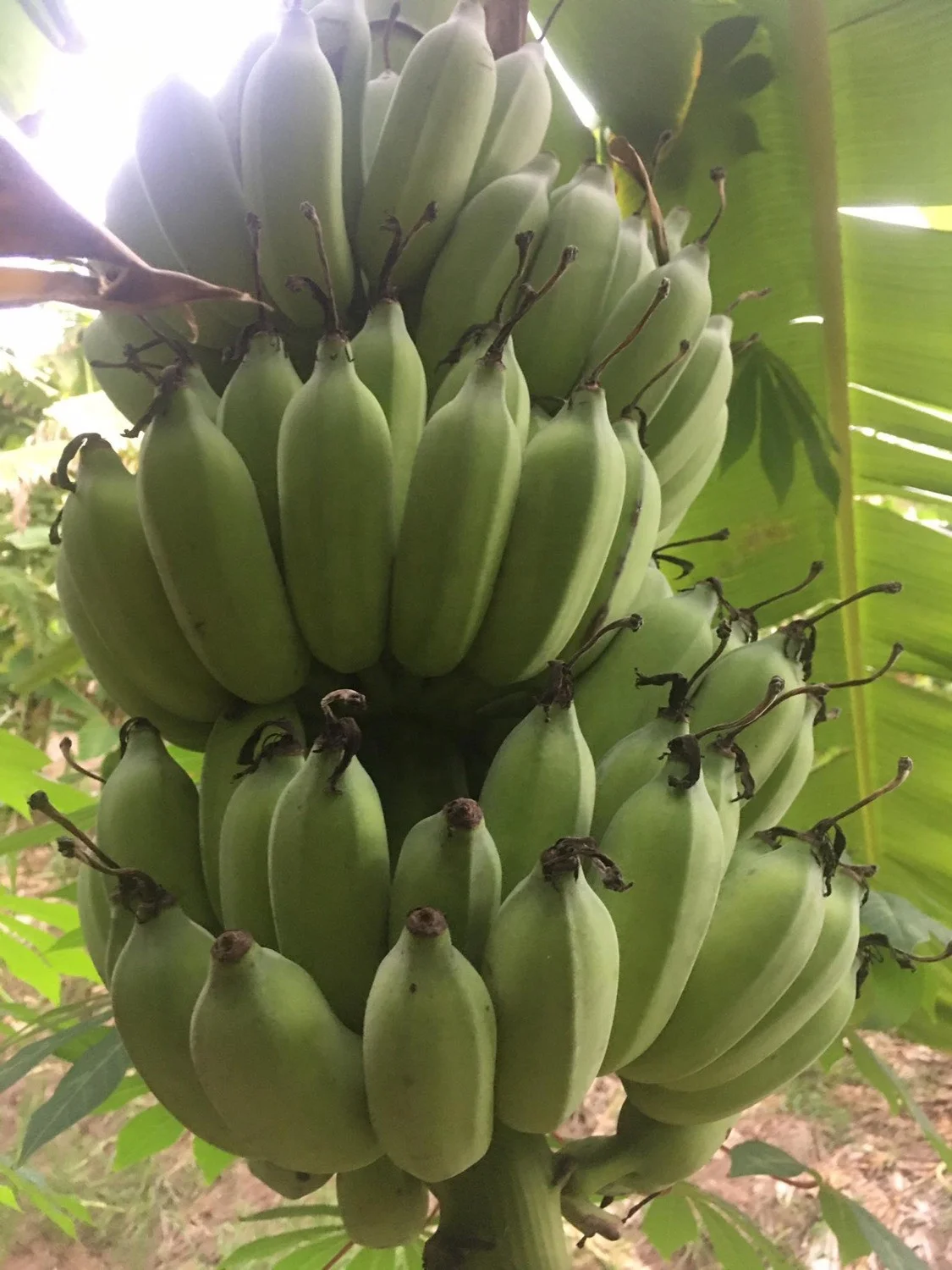 
High Quality Fresh Vietnam Bananas With Competitive Price 