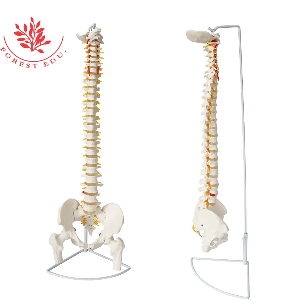  Анатомическая модель позвоночника тазовых затылка спрей висит стенд Orthopedist обучающий инструмент 33 штуки кости строка