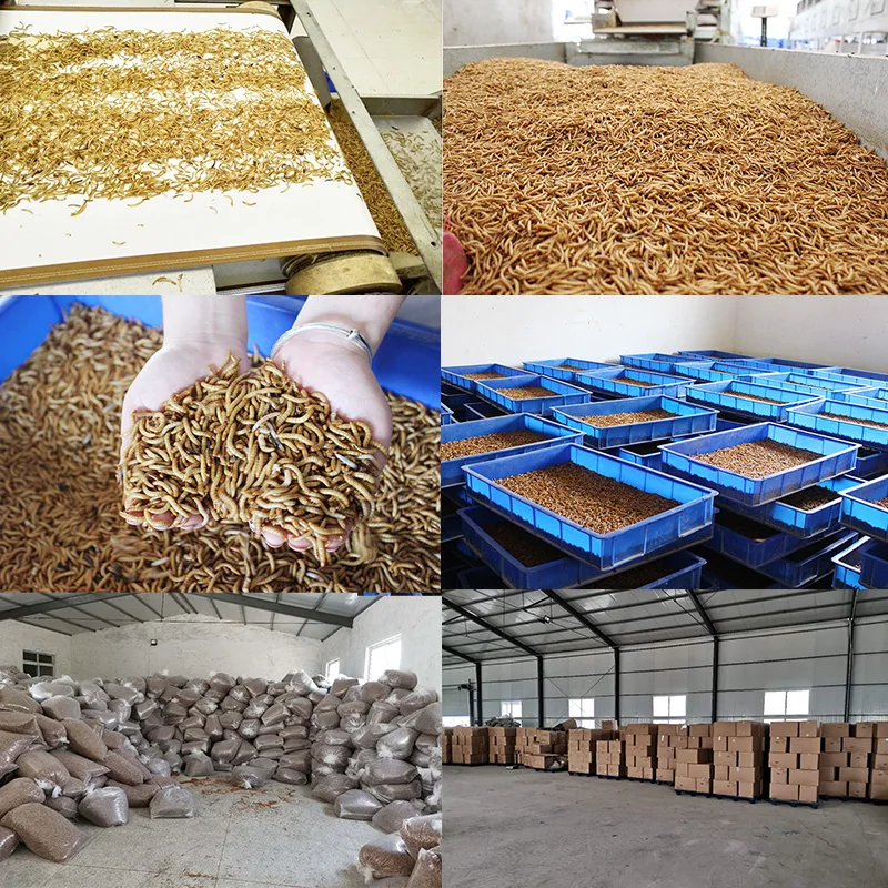 
Competitive Hedgehog Food Dried Mealworms for Goldfish Feed 