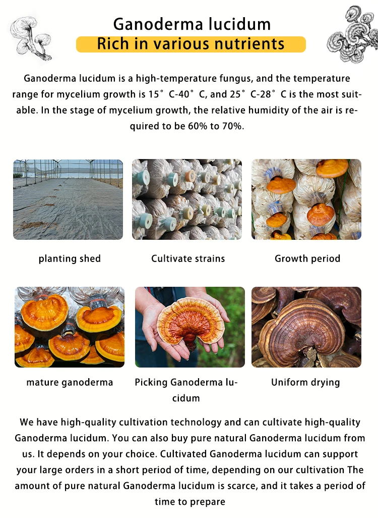 Натуральное Оригинальное травяное растение Lingzhi дикое сушеное Ganoderma Lucidum Reishi