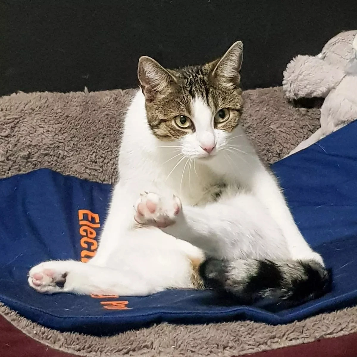 Electric Dog Cat Waterproof Heating Pad Washable Warm Mat Pet Heating Pad