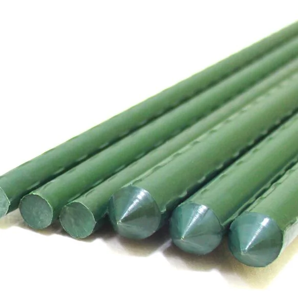 indoor green  plants plant support moss