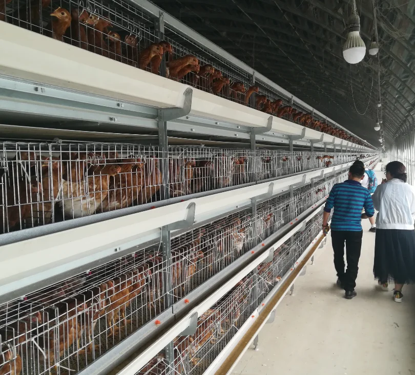 battery cage broiler