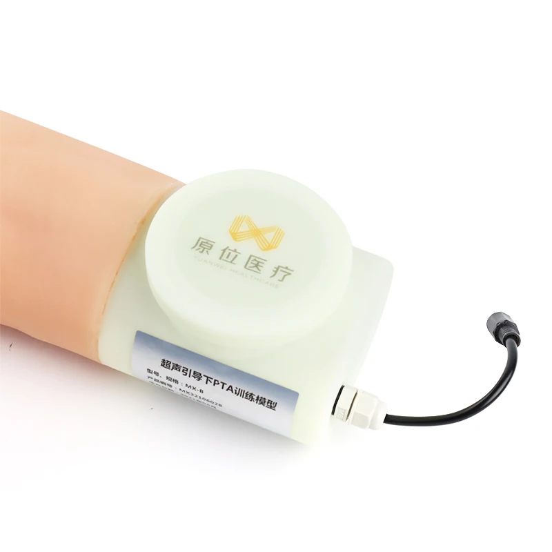 Ultrasound guided surgical training model Medical of venipuncture arm