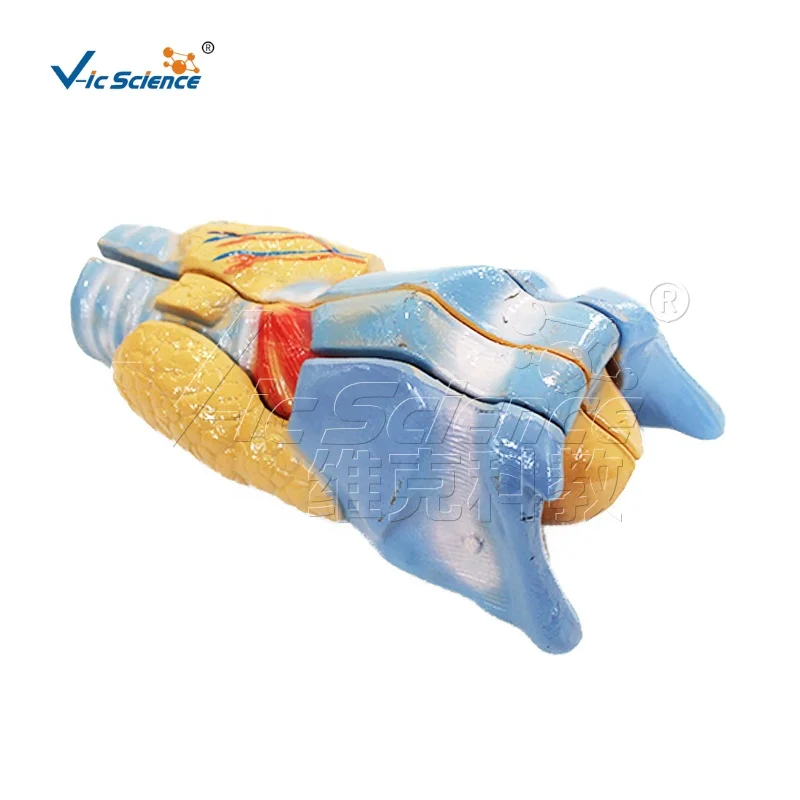 Laryngeal anatomical model human body organ model of body organs medical anatomy model school and hospital teaching