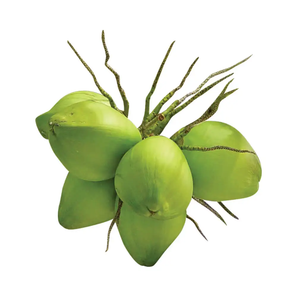 
No.1 organic sweet young coconut organic common cultivation whole green coconut natural origin with high quality from Vietnam 