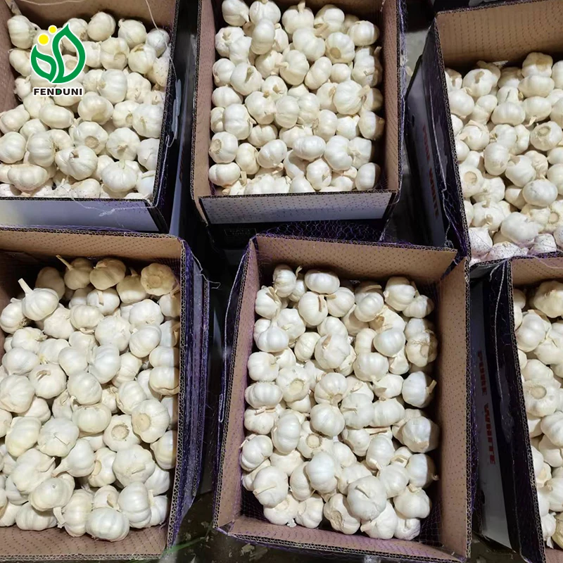 New Crop 2024 Fresh Garlic Export To Kenya Normal White Garlic Chinese Garlic with 10kg Carton