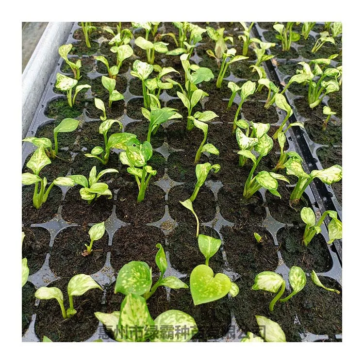 Popular Chinese Evergreen plant white Aglaonema  artificial plant bonsai