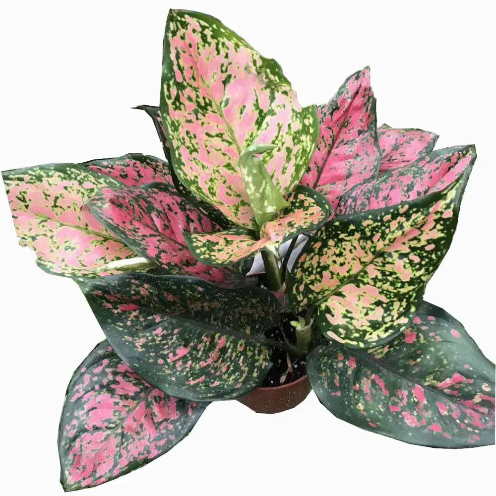 Лидер продаж высокое качество горшок для растений aglaonema