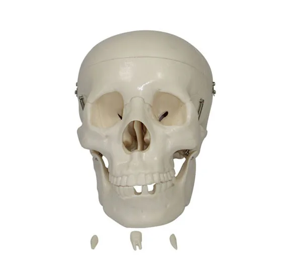 LIFE-SIZE  SKULL human skull model