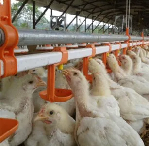 Poultry Broiler Chicken Water Line System Automatic Poultry Nipple Drinkers Water Feeder