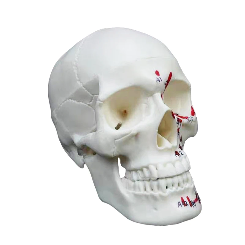 production human skeleton 1/2 size PVC head skull anatomical teaching model with color muscle 3 parts mini  Colored skull model