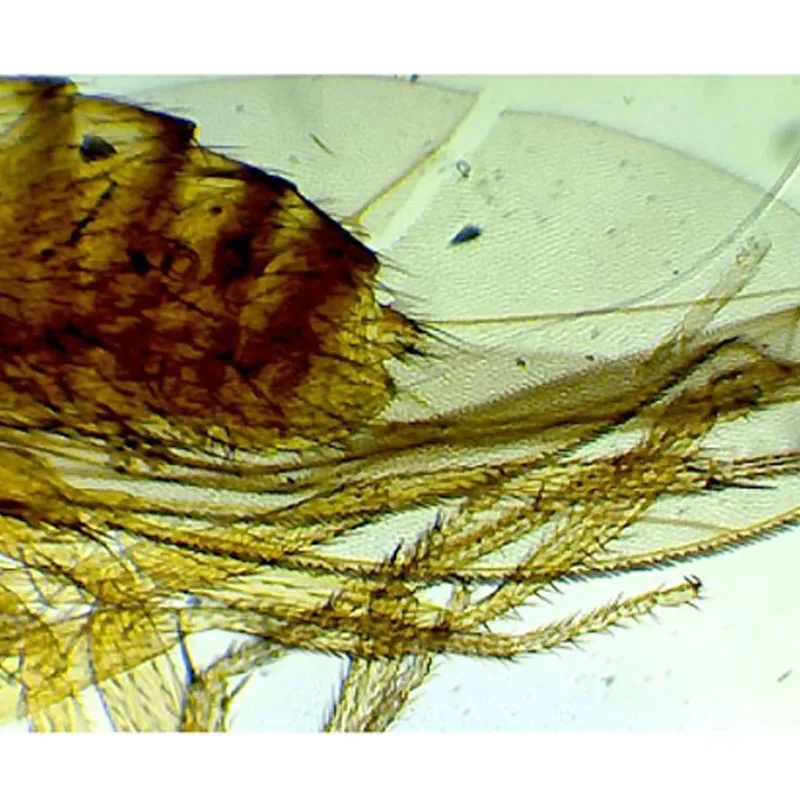 100 Items Animal Insect and Histology Specimen Prepared Slides Laboratory Apparatus Zoology Microscope Slides