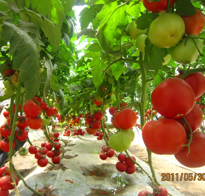 Xi hong shi высокая урожайность неопределенный семена томатов