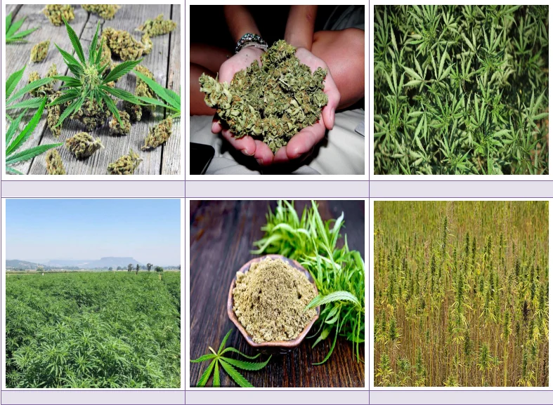 
Continuous Hemp Seed And Flower Stainless Steel Mesh Belt Dryer Price 