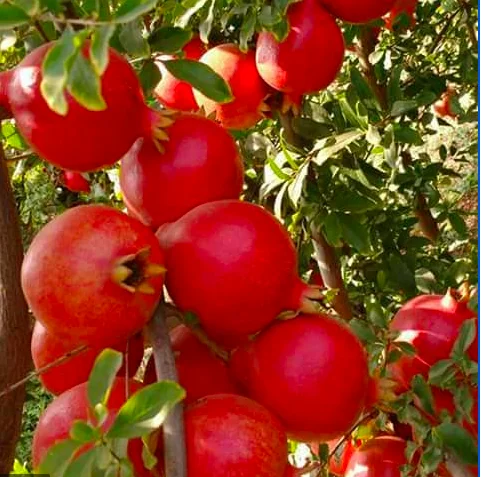 
Wholesale high quality fresh fruit healthy natural tasty pomegranates 