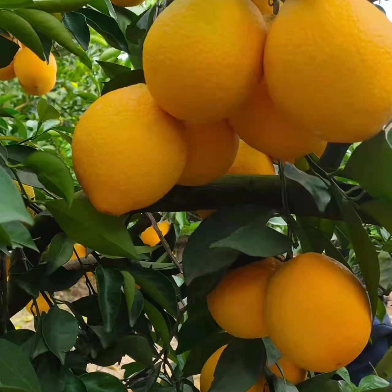 Fresh Neval Orange from the southern Jiangxi