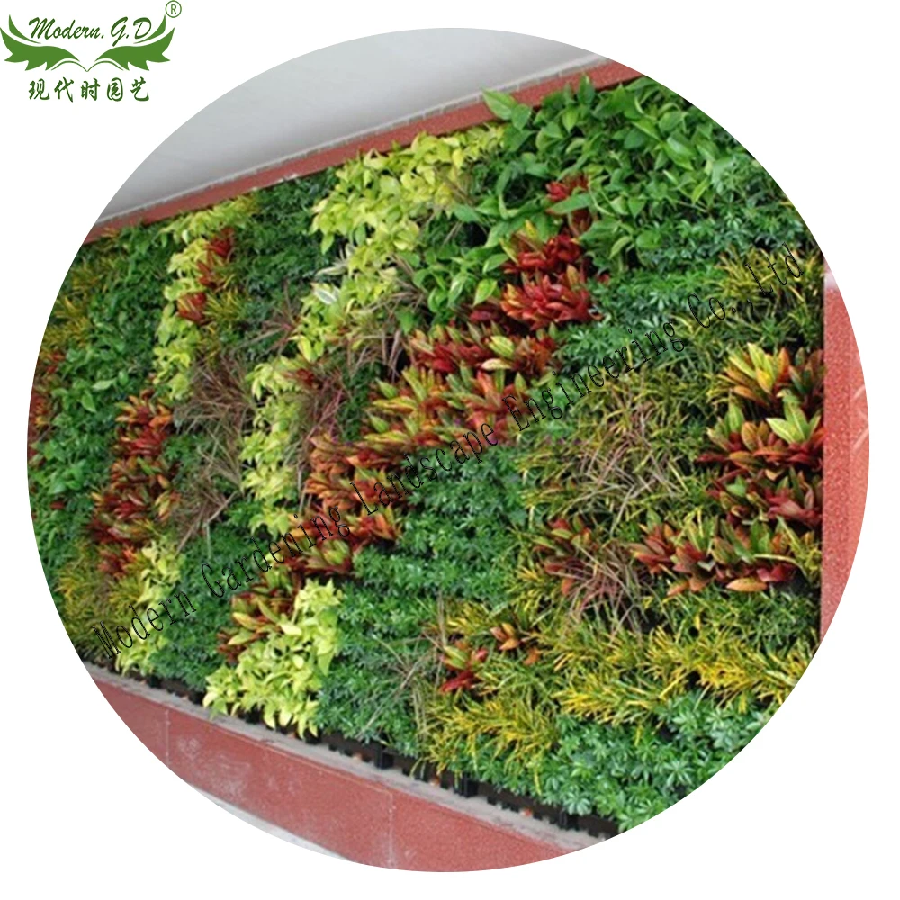 Vertical green planter wall garden pot air plants frame  tillandsia wall  display succulent stand flower