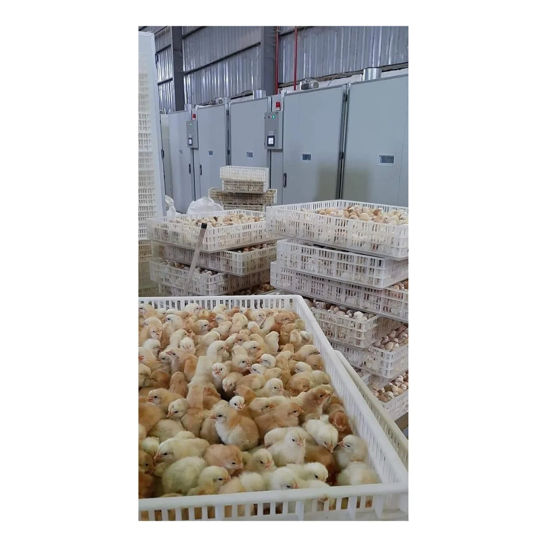 Best Sale Chicken Egg Incubators Automatic Hatching Machine Eggs Hatcher Incubator Eggs Automatic From Vietnam Manufacturer