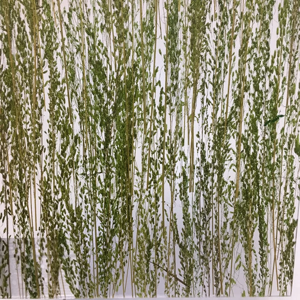 Buffet Hotel Resin with Floral Interior Wall Panels