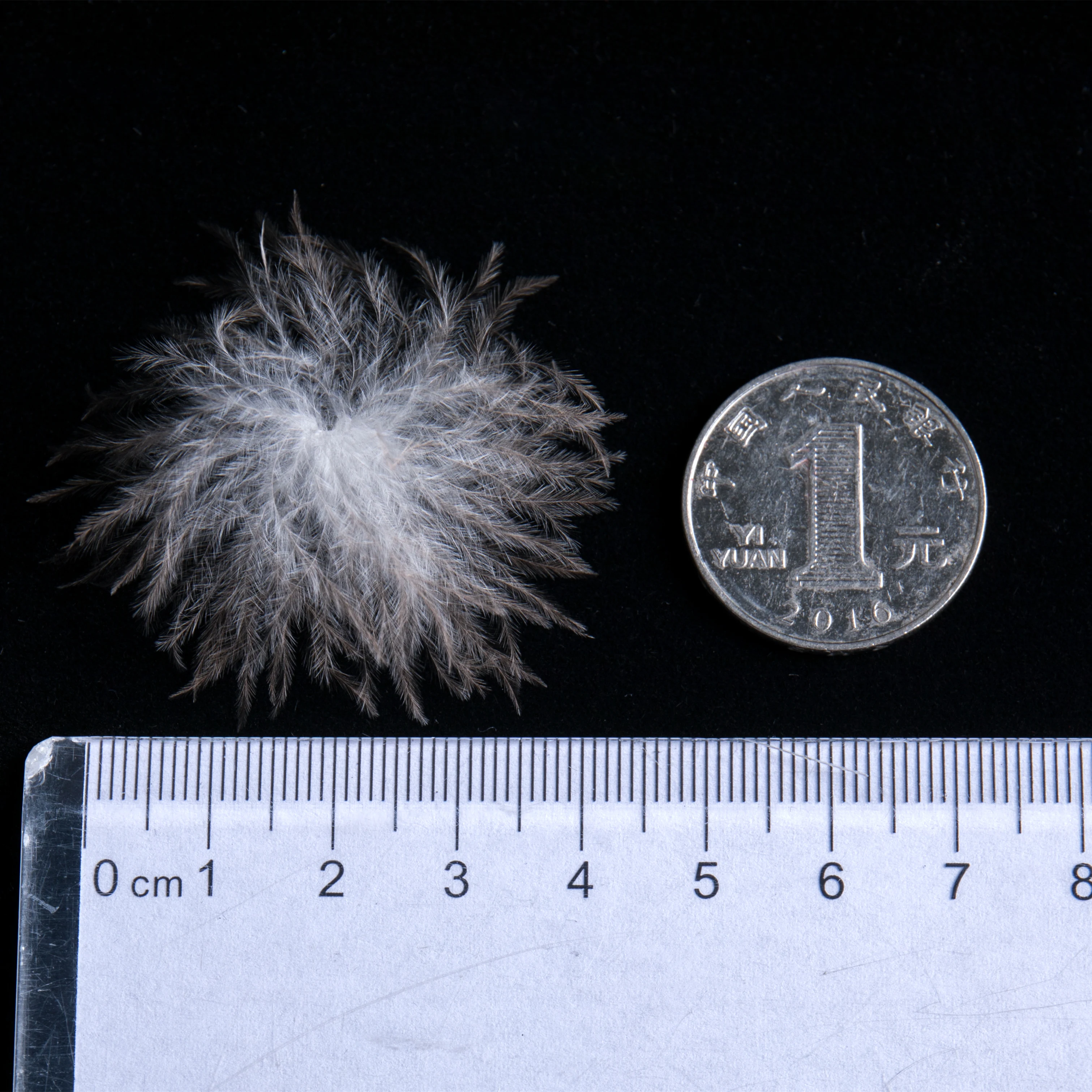 
Hot Sale 95% Washed Grey Muscovy Fabric Clothing Down Feather 