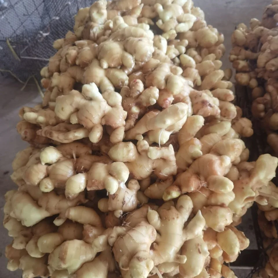 2020 свежий высококачественный хороший вкус новый урожай имбиря