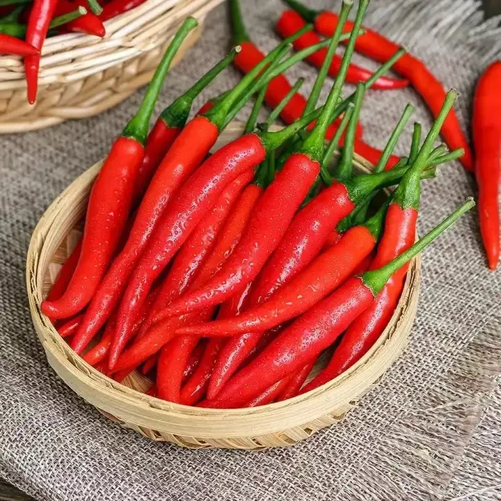 High Quality Low Cost Raw Fresh Hot Spice And Herb Large Red Chili Peppers Sweet Red Paprika Chilli Pepper Cooking Spice