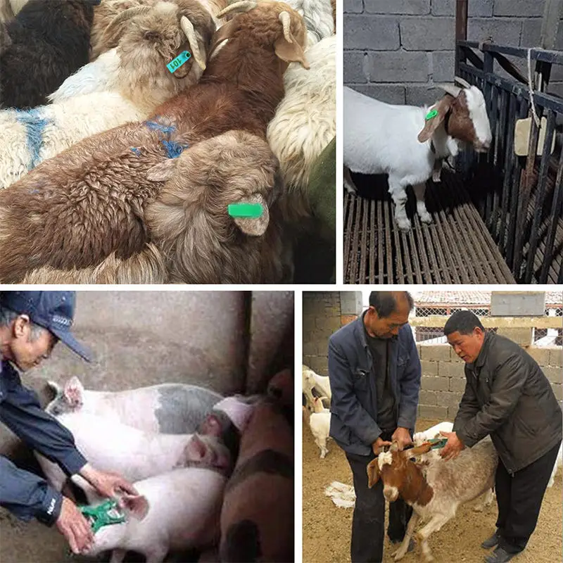 Green Sheep Goat Ear Tag RFID Tag Sheep Numbering Goat Ear Tags 001-100